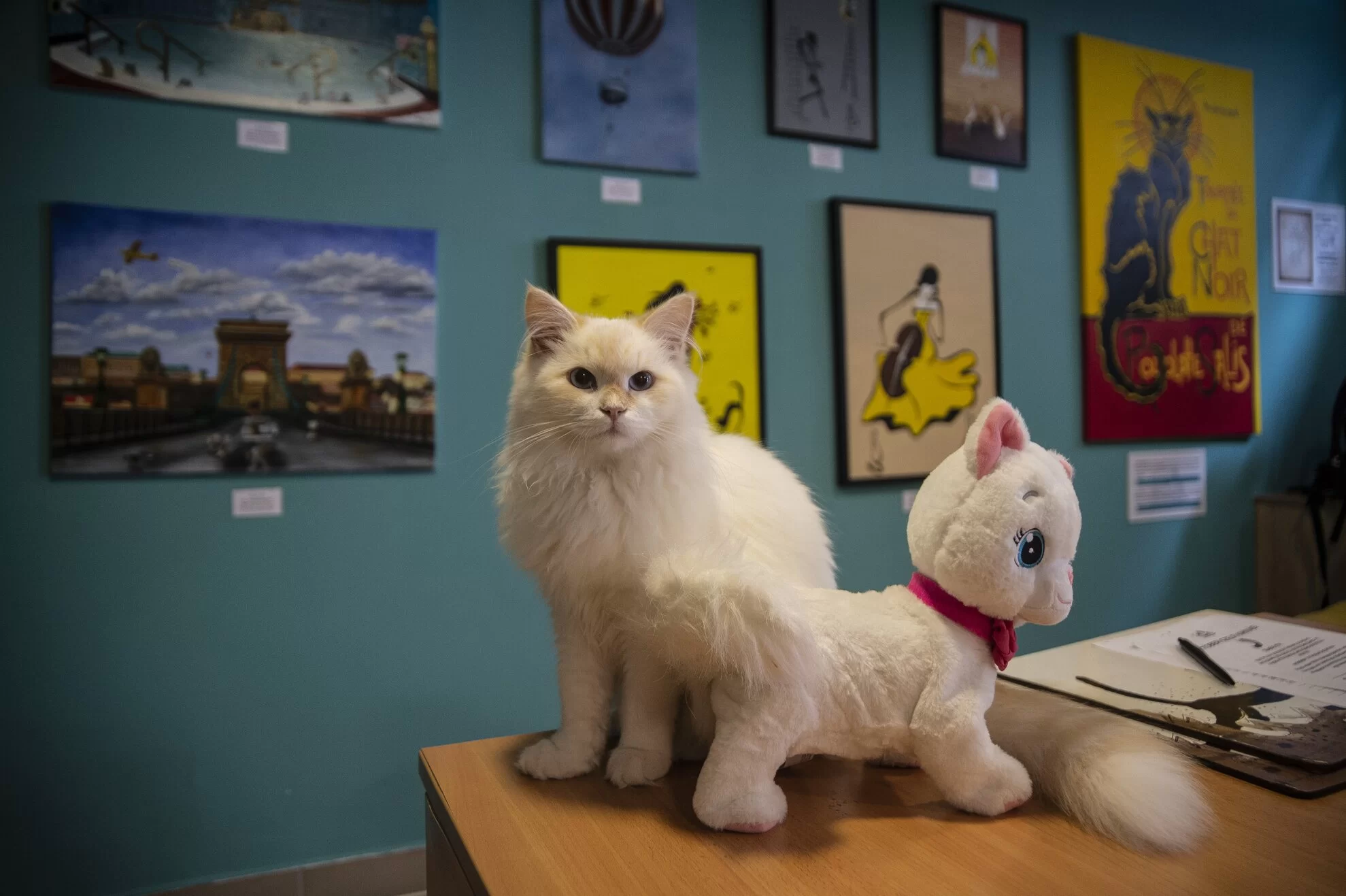 Cats Museum